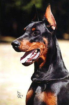 oufffffffffffff...doberman!!